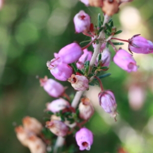 Photographie n°191819 du taxon Erica cinerea L. [1753]