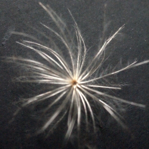 Photographie n°191826 du taxon Cirsium vulgare (Savi) Ten. [1838]