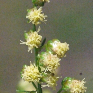Photographie n°191837 du taxon Ambrosia artemisiifolia L. [1753]