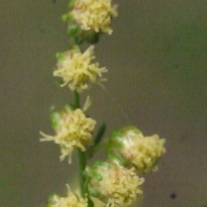 Photographie n°191838 du taxon Ambrosia artemisiifolia L. [1753]