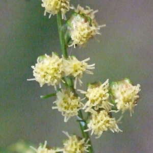 Photographie n°191839 du taxon Ambrosia artemisiifolia L. [1753]