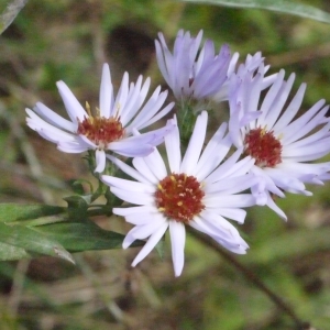 Photographie n°191844 du taxon Aster novi-belgii L. [1753]