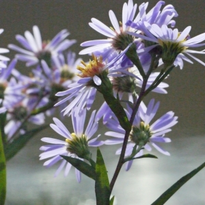  - Aster novi-belgii L. [1753]