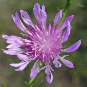 Cyanus jacea (L.) G.Gaertn., B.Mey. & Scherb. (Centaurée jacée)