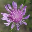  Liliane Roubaudi - Centaurea jacea L. [1753]