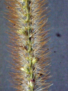 Liliane Roubaudi, le 13 octobre 2013 (Rochetaillée-sur-Saône (rive gauche))