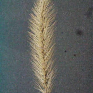  - Setaria verticillata (L.) P.Beauv. [1812]