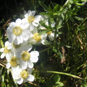 Ptarmica vulgaris subsp. pyrenaica (Sibth. ex Godr.) Nyman (Achillée des Pyrénées)