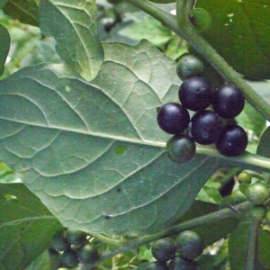 Photographie n°191872 du taxon Solanum nigrum L. [1753]