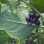  Liliane Roubaudi - Solanum nigrum L. [1753]