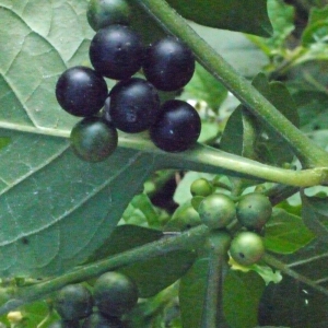 Photographie n°191873 du taxon Solanum nigrum L. [1753]
