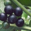  Liliane Roubaudi - Solanum nigrum L. [1753]