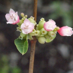 Photographie n°191880 du taxon Symphoricarpos racemosus Michx. [1803]