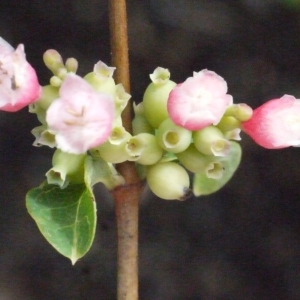 Photographie n°191881 du taxon Symphoricarpos racemosus Michx. [1803]