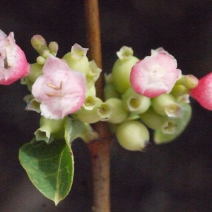 Photographie n°191882 du taxon Symphoricarpos racemosus Michx. [1803]