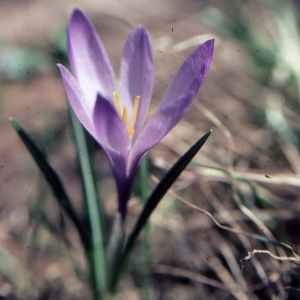 Photographie n°191892 du taxon Crocus vernus (L.) Hill [1765]