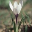  Liliane Roubaudi - Crocus vernus (L.) Hill [1765]