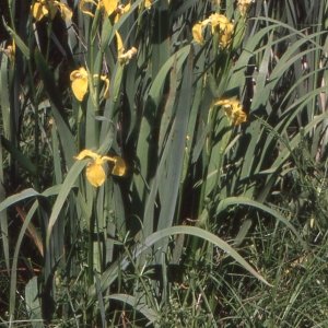 Photographie n°191906 du taxon Iris pseudacorus L. [1753]