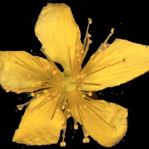 Photographie n°191918 du taxon Hypericum perforatum L. [1753]