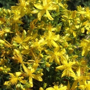 Photographie n°191919 du taxon Hypericum perforatum L. [1753]