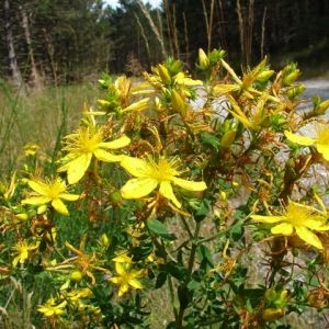 Photographie n°191920 du taxon Hypericum perforatum L. [1753]