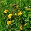  Jean-Pierre Cazes - Lotus corniculatus subsp. corniculatus 