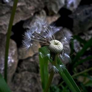 Photographie n°191940 du taxon Taraxacum F.H.Wigg. [1780]