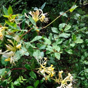 Photographie n°191943 du taxon Lonicera periclymenum L. [1753]