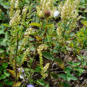 Photographie n°191947 du taxon Teucrium scorodonia L. [1753]