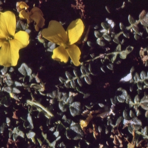  - Morisia monanthos (Viv.) Asch. [1885]