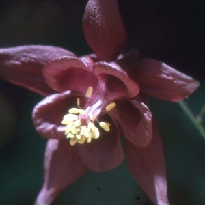 Photographie n°191983 du taxon Aquilegia atrata W.D.J.Koch [1830]