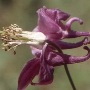 Aquilegia vulgaris var. atroviolacea Avé-Lall. (Ancolie noirâtre)