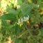  Florent Beck - Solanum chenopodioides Lam.