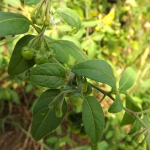 Photographie n°192040 du taxon Solanum chenopodioides Lam.
