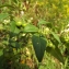  Florent Beck - Solanum chenopodioides Lam.