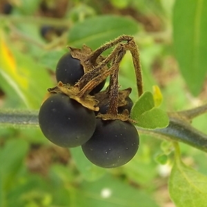 Photographie n°192042 du taxon Solanum chenopodioides Lam.