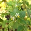  Florent Beck - Solanum chenopodioides Lam.