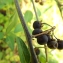  Florent Beck - Solanum chenopodioides Lam.