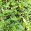  Florent Beck - Solanum chenopodioides Lam.