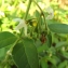  Florent Beck - Solanum chenopodioides Lam.