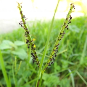 Photographie n°192058 du taxon Paspalum distichum L. [1759]