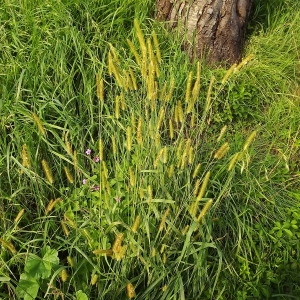 Photographie n°192064 du taxon Setaria pumila (Poir.) Roem. & Schult. [1817]