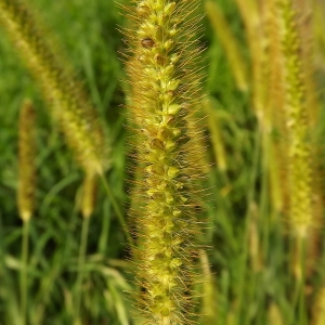 Photographie n°192066 du taxon Setaria pumila (Poir.) Roem. & Schult. [1817]