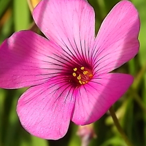 Photographie n°192069 du taxon Oxalis articulata Savigny [1798]