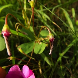 Photographie n°192071 du taxon Oxalis articulata Savigny [1798]