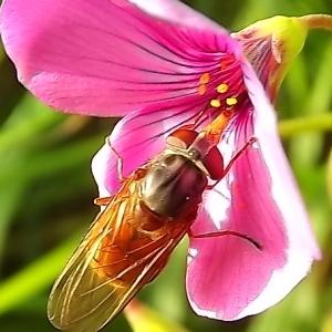 Photographie n°192074 du taxon Oxalis articulata Savigny [1798]