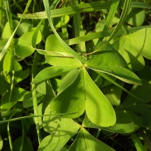 Photographie n°192076 du taxon Oxalis articulata Savigny [1798]