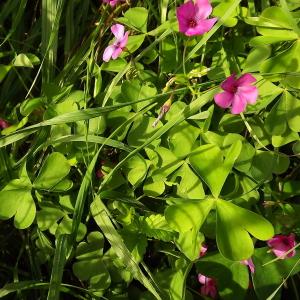 Photographie n°192077 du taxon Oxalis articulata Savigny [1798]