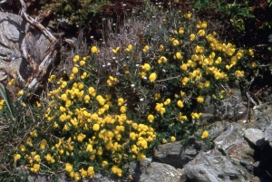 Liliane Roubaudi, le 10 mai 1999 (Port-Vendres)