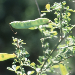 Genista catalaunica (Webb) Rouy (Cytise de Catalogne)